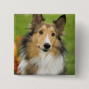 Badge Carré 5 Cm Colley Rough, chien