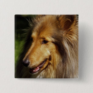 Badge Carré 5 Cm Collie Dog Photographie