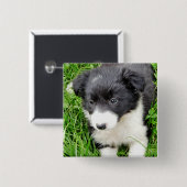 BADGE CARRÉ 5 CM COLLIE FRONTALIÈRE (Devant & derrière)