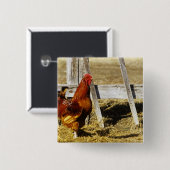 Badge Carré 5 Cm Coq Rhode Island Red (Devant & derrière)