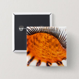 Badge Carré 5 Cm Coquillage hypnotique
