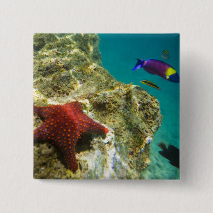 Badge Carré 5 Cm Cortez Rainbow Wrasse mâle et femelle et mer