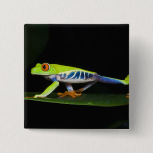 Badge Carré 5 Cm Costa Rica, Grenouille aux yeux rouges (Agalychnis
