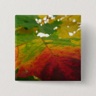 Badge Carré 5 Cm Couleurs de la feuille d'érable Photographie de la