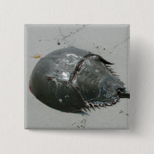 Badge Carré 5 Cm Crabe en fer à cheval (Devant)