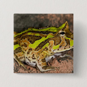Badge Carré 5 Cm Crapaud cornu brésilien, Ceratophrys cornuta, Nati