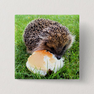 BADGE CARRÉ 5 CM CUTE HEDGEHOG