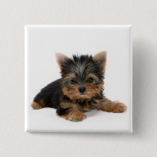 Badge Carré 5 Cm Cute Yorkshire Terrier Puppy
