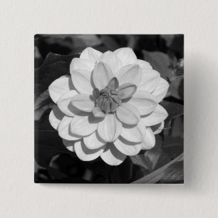 Badge Carré 5 Cm Dahlia 'David Howard' B&W