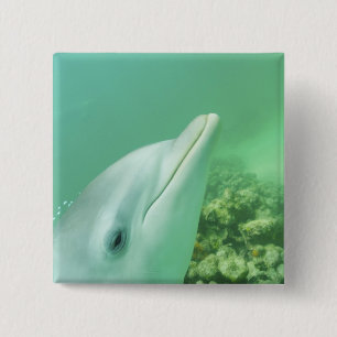 Badge Carré 5 Cm Dauphins à gros nez Tursiops truncatus