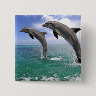 Badge Carré 5 Cm Delfin