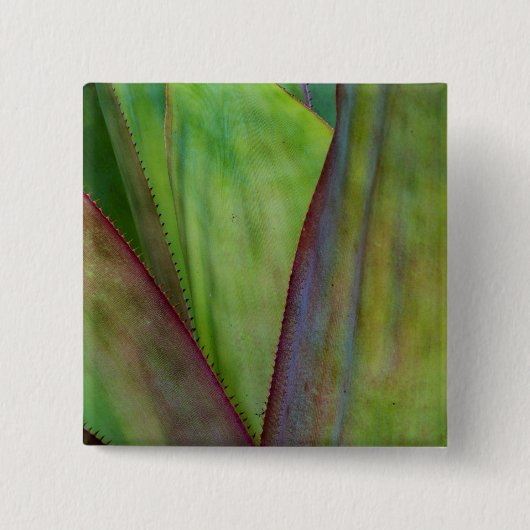 Badge Carré 5 Cm Détail du Plante Agave (Devant)