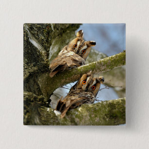 Badge Carré 5 Cm Deux hiboux dans les bois, oiseaux, bouton faune