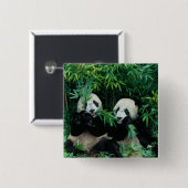 Badge Carré 5 Cm Deux pandas mangeant du bambou ensemble, Wolong (Devant & derrière)