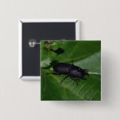 Badge Carré 5 Cm Dorcus parallelipipedus, le moindre dendroctone du (Devant & derrière)