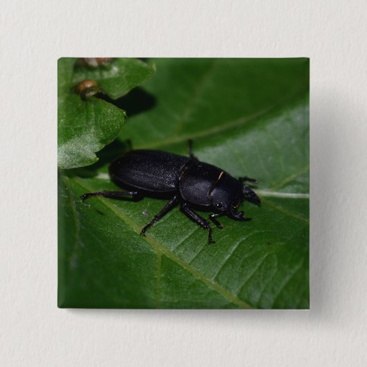 Badge Carré 5 Cm Dorcus parallelipipedus, le moindre dendroctone du (Devant)