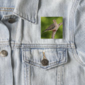 Badge Carré 5 Cm Dove de deuil, Zenaida macroura (En situation)