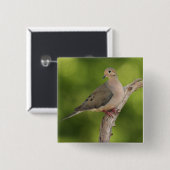 Badge Carré 5 Cm Dove de deuil, Zenaida macroura (Devant & derrière)