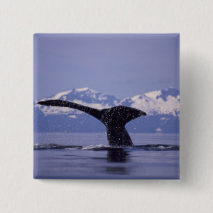 Badge Carré 5 Cm É.-U., Alaska, Passage Intérieur Baleine à bosse