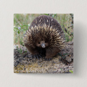 Badge Carré 5 Cm Echidna mignon d'Australie