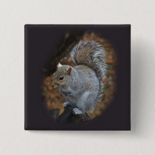 Badge Carré 5 Cm Écureuil gris de l'Est - Sciurus carolinensis