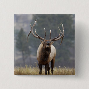 Badge Carré 5 Cm Élan buglant, parc national de Yellowstone, Wyomin