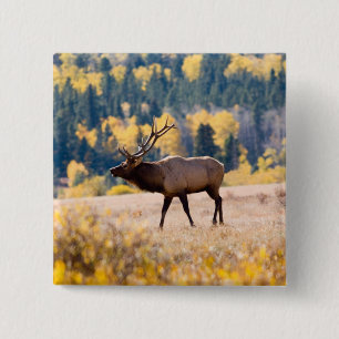 Badge Carré 5 Cm Élan dans le parc national de Rocky Mountain, Colo