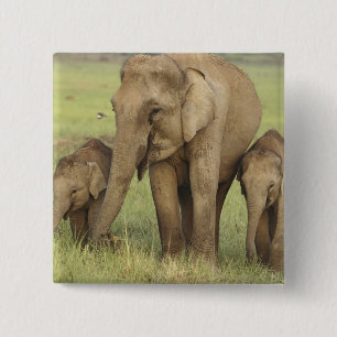 Badge Carré 5 Cm Éléphant d'Asie indien et jeunes
