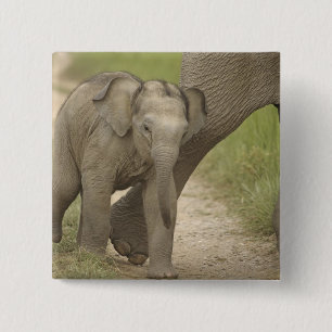 Badge Carré 5 Cm Éléphant indien / asiatique et jeune, Corbett 2