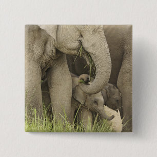 Badge Carré 5 Cm Éléphant indien / asiatique et jeune, Corbett 3