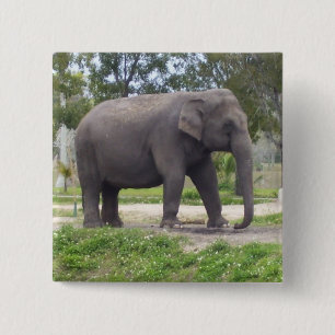 Badge Carré 5 Cm Éléphant sur un chemin forestier doux