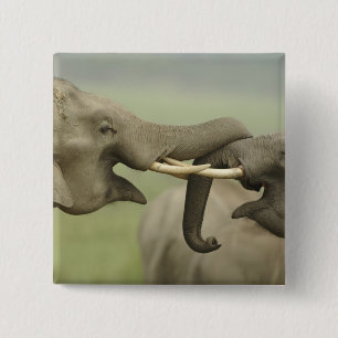 Badge Carré 5 Cm Éléphants asiatiques indiens jouent à se battre