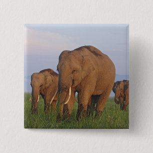 Badge Carré 5 Cm Éléphants indiens dans la prairie