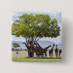 Badge Carré 5 Cm En safari dans le Parc national de Mikumi en Tanza