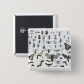 Badge Carré 5 Cm Entomologie (Devant & derrière)