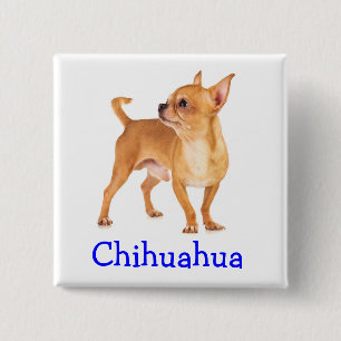 Badge Carré 5 Cm Épinglette à bouton Chihuahua mignon