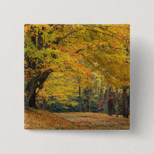 Badge Carré 5 Cm Érable d'automne surplombant une allée de campagne