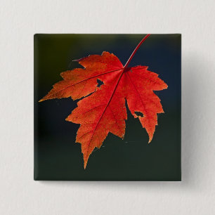 Badge Carré 5 Cm Érable rouge (Acer rubrum) feuille rouge en automn