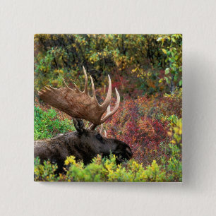 Badge Carré 5 Cm États-Unis, Alaska, Parc national Denali, Orignal