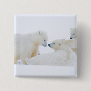 Badge Carré 5 Cm États-Unis, Alaska, plaine côtière de l'Arctique 1