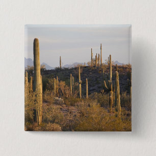 Badge Carré 5 Cm États-Unis, Arizona, désert de Sonora, Ajo, Ajo 2