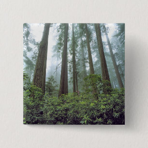 Badge Carré 5 Cm États-Unis, Californie, Parc national de Redwood.
