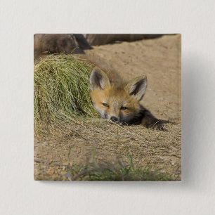 Badge Carré 5 Cm États-Unis, Colorado, Breckenridge. Alerte renard