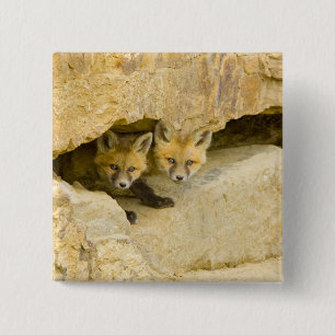 Badge Carré 5 Cm États-Unis, Colorado, Breckenridge. Renard roux cu