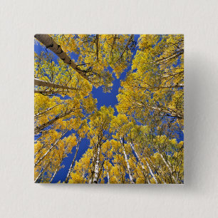 Badge Carré 5 Cm États-Unis, Colorado, région d'Aspen. Forêt de tre