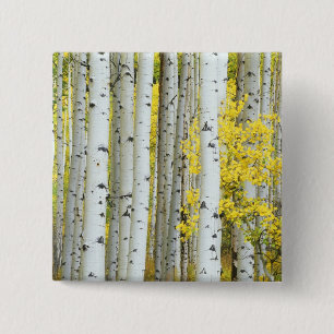 Badge Carré 5 Cm États-Unis, Colorado, White River National Forest,