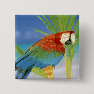 Badge Carré 5 Cm États-Unis, Hawaï. Perroquet