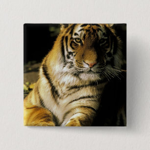 Badge Carré 5 Cm États-Unis, Michigan, Détroit. Zoo de Détroit, tig