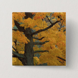 Badge Carré 5 Cm États-Unis, Michigan, Gros plan d'érable à sucre e