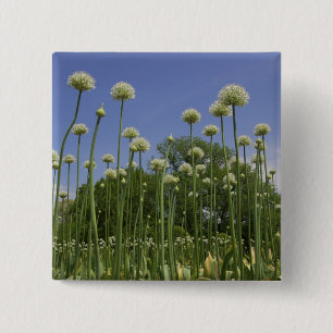 Badge Carré 5 Cm États-Unis, Nouvelle-Angleterre, Massachusetts, B